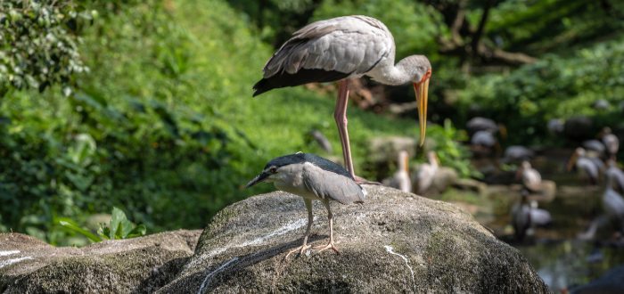  Taman Burung Kuala Lumpur