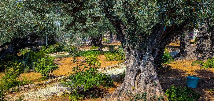 Qué ver en Jerusalén, Getsemaní