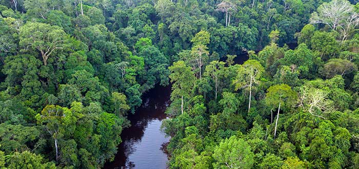 Qué ver en Malasia | Parque Nacional Taman Negara