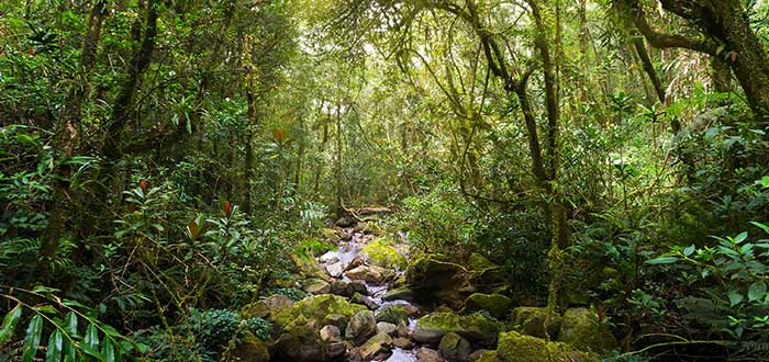 Qué ver en Malasia | Parque Nacional de Kinabalu