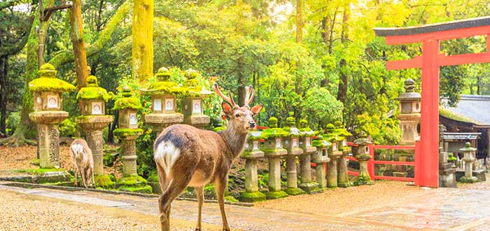 Qué ver en Nara | Parque de Nara