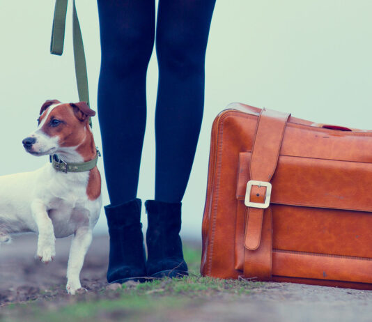De vacaciones a Cartagena de Indias con nuestra mascota 1