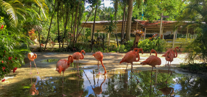 Qué ver en Las Bahamas. Centro de conservación y zoológico Jardines de Ardastra