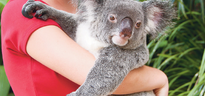 Kuranda Koala Gardens | Qué ver en Cairns