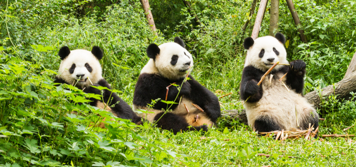 Que ver en Chengdu. Chengdu Research Base of Giant Panda Breeding