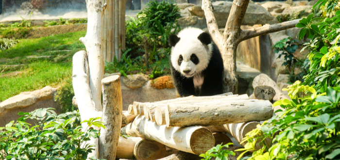 Qué ver en Macao. Macao Giant Panda Pavilion