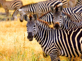 Qué ver en Nairobi. 10 Lugares Imprescindibles