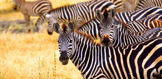 Qué ver en Nairobi. 10 Lugares Imprescindibles