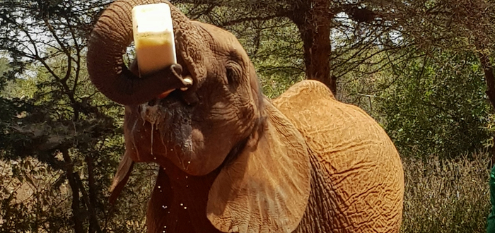Qué ver en Nairobi. Elephant and Rhino Nursery