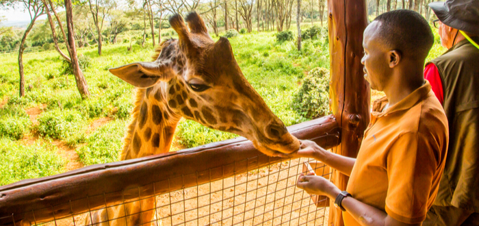 Qué ver en Nairobi. Giraffe Centre