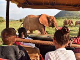 pasos para hacer un safari en kenia