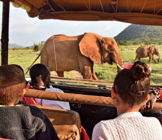 pasos para hacer un safari en kenia