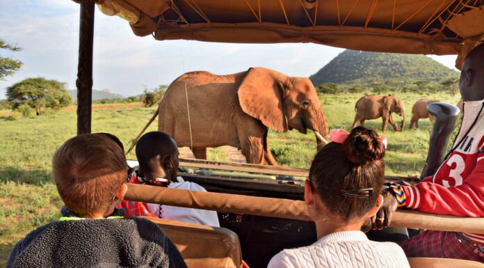 pasos para hacer un safari en kenia