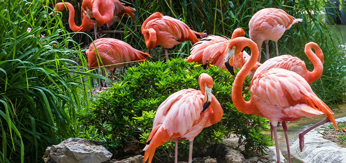 flamingo zoo