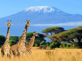 visa para kenia