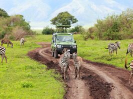 Viajar a Tanzania: los mejores safaris