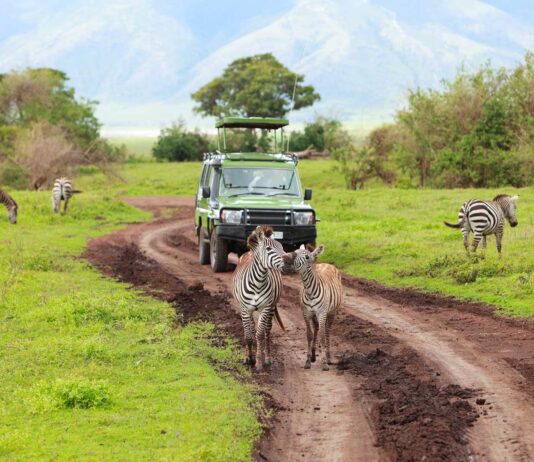 Viajar a Tanzania: los mejores safaris