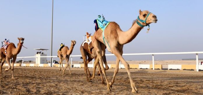 Cultura de Qatar Características, costumbres y tradiciones