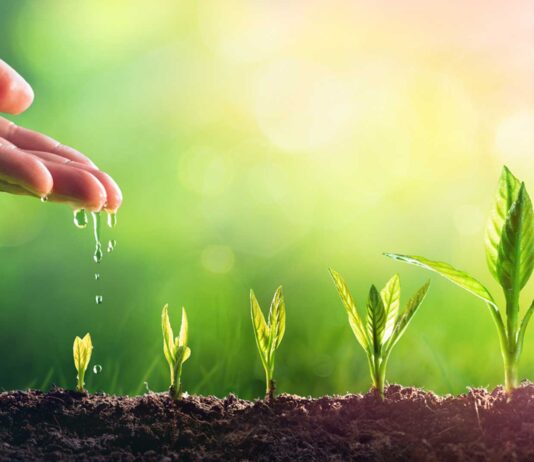 Cómo regar tus plantas en verano