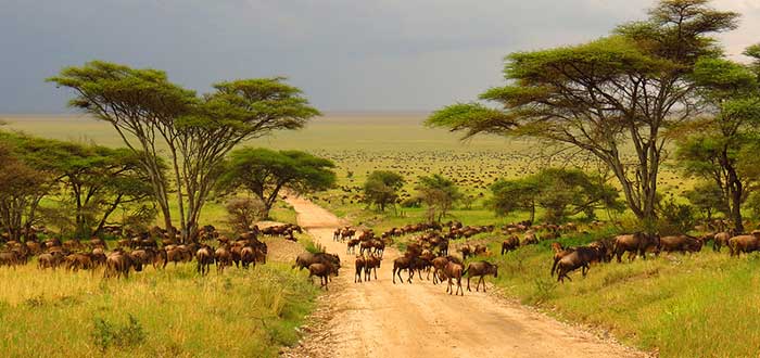 Parque Nacional de Serengeti - Safaris de África