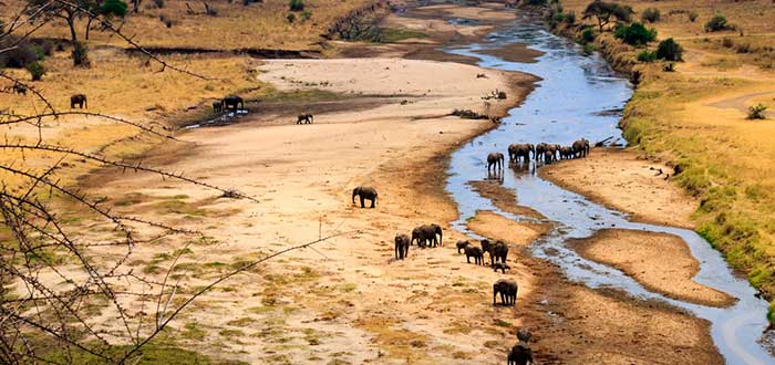 Tarangire - Safaris de Tanzania