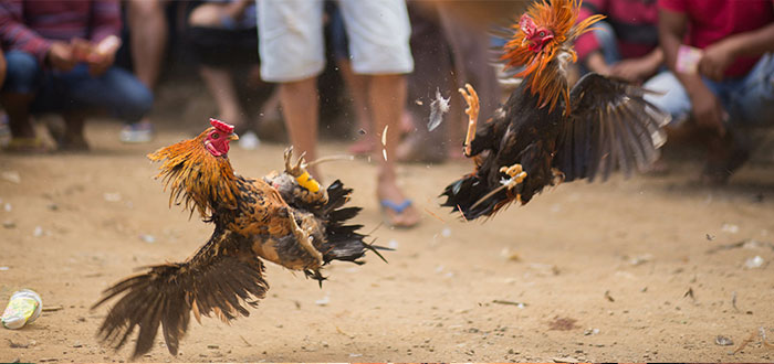 pelea gallos