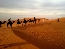 Viajar al desierto: paseo en camello