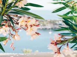 mallorca-en-primavera