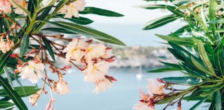 mallorca-en-primavera