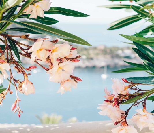 mallorca-en-primavera