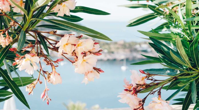 mallorca-en-primavera