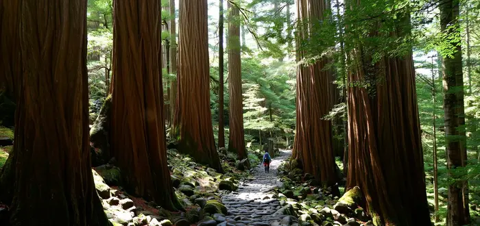 El sendero empedrado de Daimon-zaka bajo cedros centenarios, uno de los tramos más representativos para elegir ruta en el Kumano Kodo.